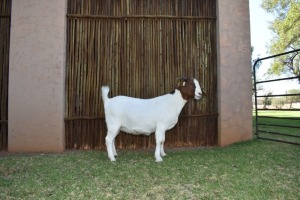 1X BOER GOAT FLOCK PREGNANT DOE PILANESBERG STOET