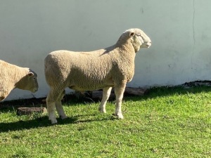 LOT 16 RAM : DTC 20 00 - CLARKE SD & TA