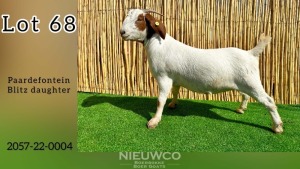 1X BOER GOAT FLOCK PREGNANT DOE NIEUWCO BOERBOKKE