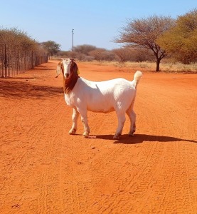 1X BOER GOAT STUD DOE HARDEKOOL BOERBOK STOET