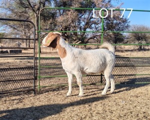 1X BOER GOAT STUD DOE ELYSIUM BOERBOKSTOET