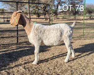 WITHDRAWN - 1X BOER GOAT PREGNANT DOE ELYSIUM BOERBOKSTOET