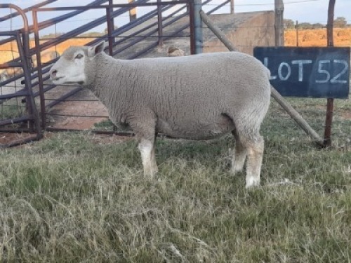 LOT 52 OOI : LC 17 0077 - W.H. VAN HUYSSTEEN