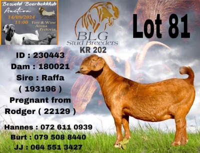 1X KALAHARI RED FLOCK PREGNANT DOE BLG STUD BREEDERS