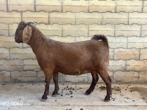 1X KALAHARI RED FLOCK PREGNANT DOE BERNICK FOURIE KALAHARI REDS