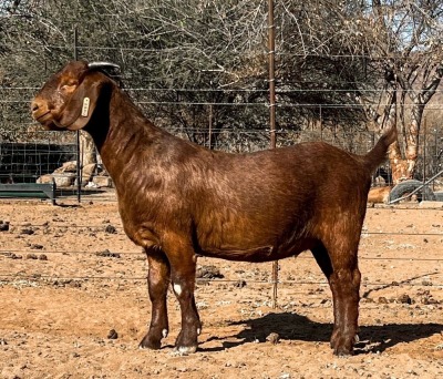 1X KALAHARI RED STUD DOE BERGFONTEIN KALAHARI REDS