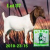 1X BOER GOAT STUD PREGNANT DOE ALDUS BOERBOKKE STOET 2010