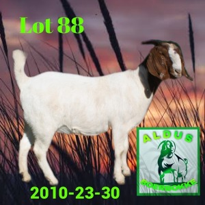 1X BOER GOAT STUD DOE ALDUS BOERBOKKE STOET 2010