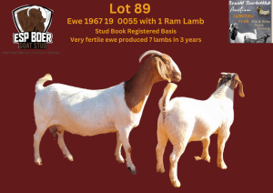 WITHDRAWN - 1X BOER GOAT DOE ESP BOERBOK STOET