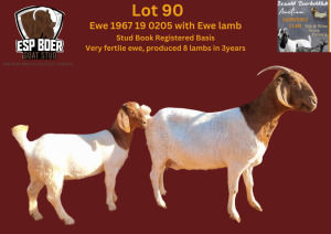 WITHDRAWN - 1X BOER GOAT DOE ESP BOERBOK STOET