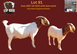 WITHDRAWN - 1X BOER GOAT DOE ESP BOERBOK STOET