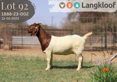 1X BOER GOAT FLOCK ON COLOUR PREGNANT DOE LANGKLOOF BOERBOKSTOET