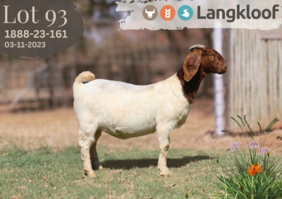 1X BOER GOAT FLOCK DOE LANGKLOOF BOERBOKSTOET