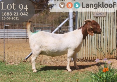 1X BOER GOAT STUD DOE LANGKLOOF BOERBOKSTOET