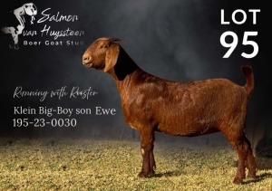 1X KALAHARI RED FLOCK DOE SALMON VAN HUYSSTEEN BOER GOAT STUD