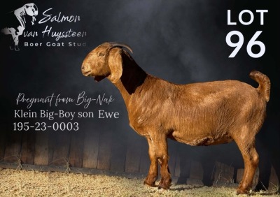 1X KALAHARI RED STUD PREGNANT DOE SALMON VAN HUYSSTEEN BOER GOAT STUD