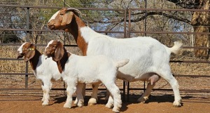 1+2X BOER GOAT FLOCK DOE WIANCKO BOERBOKSTOET