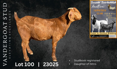 1X KALAHARI RED FLOCK DOE VANDERGOAT STUD