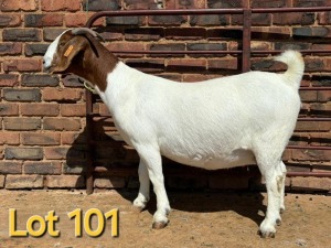 1X BOER GOAT STUD PREGNANT DOE SCHOONHEID BOERBOK STOET