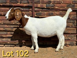 1X BOER GOAT FLOCK ON TEAT PREGNANT DOE SCHOONHEID BOERBOK STOET