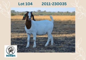 1X BOER GOAT FLOCK DOE RONWIL BOERBOKSTOET