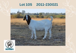 1X BOER GOAT FLOCK DOE RONWIL BOERBOKSTOET