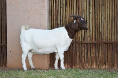 WITHDRAWN - 1X BOER GOAT PREGNANT DOE PILANESBERG STOET