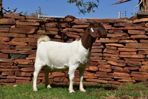 1X BOER GOAT FLOCK PREGNANT DOE PILANESBERG STOET