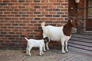 1+1X BOER GOAT FLOCK DOE (+ BUCK) PILANESBERG STOET