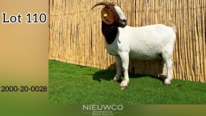 WITHDRAWN - 1X BOER GOAT DOE NIEUWCO BOERBOKKE