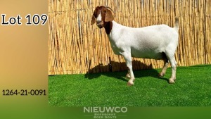 1X BOER GOAT FLOCK PREGNANT DOE NIEUWCO BOERBOKKE