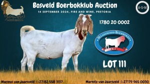 WITHDRAWN - 1X BOER GOAT DOE MEADOWOOD BOERBOKKE