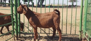 1X KALAHARI RED FLOCK DOE GREENSTONE KALAHARI REDS KR75