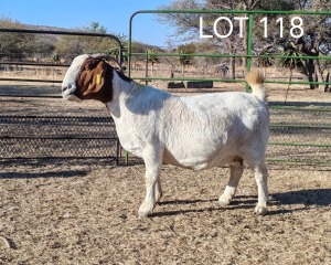 1X BOER GOAT STUD PREGNANT DOE ELYSIUM BOERBOKSTOET