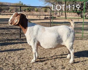 WITHDRAWN - 1X BOER GOAT DOE ELYSIUM BOERBOKSTOET